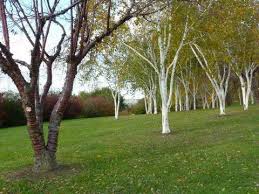 Le Jardin Du Bois Marquis A L Automne Binchy And Her Hobbies