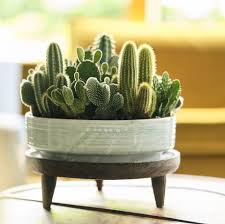 Check spelling or type a new query. Cactus 13 Things To Know About Cactus Plants Cacti