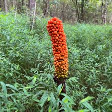 Image result for Amorphophallus goetzei