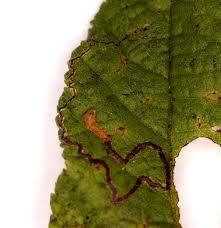 Image result for Stigmella floslactella