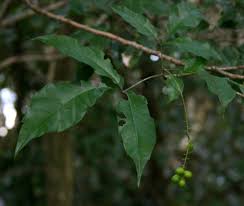 Image result for Allophylus chaunostachys × rubifolius