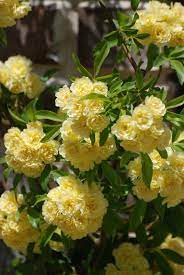 Lady Banks Roses Lady Banks Rose Beautiful Flowers Rose Garden