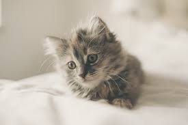 This grey cat name might not seem an obvious choice for kitten monikers, but say it out loud a few times and you'll soon think it was specially created who says you can't borrow your grey cat name from another language? 255 Best Male Female Gray Cat Names Of 2021 We Re All About Cats