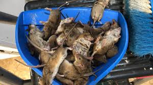 It is fossorial, seeking shelter by digging burrows. Worst Mouse Plague In A Decade Thousands Of Rodents Wreak Havoc In Rural Australia 7news Com Au
