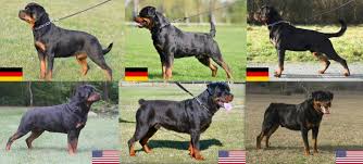 This is because there are some breeding restrictions established by the american kennel club (akc) which controls the population of certain types of dogs.it is even rare to find it in the show rings because it does not meet the standards put by akc. Rottweiler Canine Habit