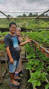 I guess they could sell the strawberries when it's ripe later. Successful Strawberry Farm New Milestone For Ba Kelalan