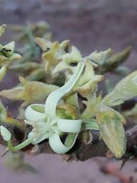 Image result for Vangueriopsis lanciflora