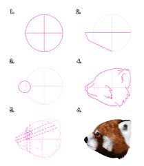 How To Draw Animals Red Pandas And Raccoons Mouse ears, monochrome, and bamboo. to draw animals red pandas and raccoons