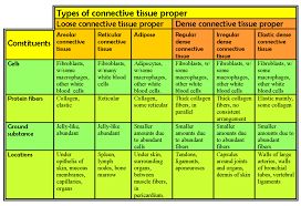 A connective tissue has two elements and these are the cell and the matrix. Connective Tissue Chart Answers Bambu