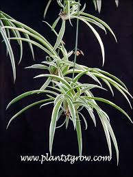 Image result for Chlorophytum ruahense