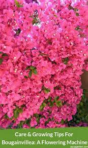 Bougainvillea Care Growing Tips For This Flowering Machine