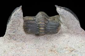 Image result for Harpochloa pseudoharpechloa