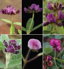 Image result for Eriosema rhynchosioides