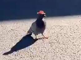 Take your hat off for the posting of the american flag and the singing of the national anthem, as well as funeral processions, and while a casket is passing you during a funeral. Pigeons Wearing Tiny Cowboy Hats Glued To Their Heads Spotted In Las Vegas The Independent The Independent