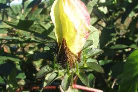 Image result for Hibiscus surattensis