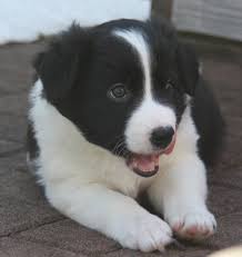 willkommen beim veterinaramt basel stadt import von hunden