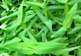 Image result for Xyris aristata