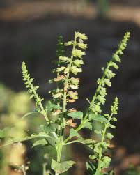 Image result for Basilicum polystachyon