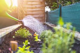 Aim for between 5 a.m. How Often Should I Water My Garden Best Garden Tips
