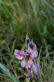 Image result for Dolichos sericeus