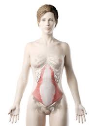 Barring rare medical conditions, most female mammals, including female humans, have two x chromosomes. Female Anatomy Diagram Photos Royalty Free Images Graphics Vectors Videos Adobe Stock