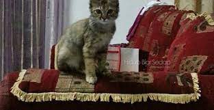 Bayangkan saja, ketika kucing tidak divaksin dan suatu saat terserang penyakit, risiko kematian lebih tinggi. Harga Ubat Kucing Di Klinik Kerajaan Apesal Com Kujie2 Com