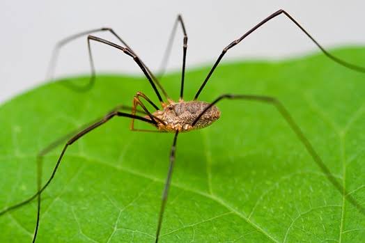 Daddy Longlegs