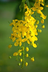 Image result for Cassia angolensis