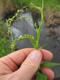 Image result for Persicaria barbata