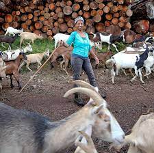 The menveo vaccine, for chinese military scientists discussed weaponizing sars coronaviruses in document obtained by us gov, says aussie media. Chinese Woman Killing A Goat Sri Lanka Animal Rescues Zebu The Calf And Elulu The Goat Recover From Devastating Floods World Animal Protection A Goat Chinese Woman Killing A Goat