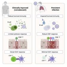 Image result for Humoral Immunodeficiency