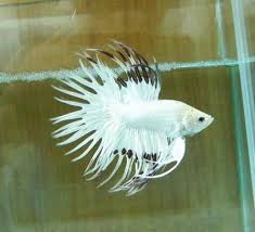 Platinum Marble Crowntail Betta Fish Betta Fish Types Betta