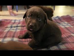 Chocolate lab mix puppy, a washington labrador retriever dog was adopted! Chocolate Lab Puppies Youtube