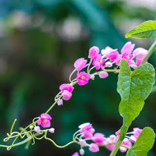 Image result for Antigonon leptopus