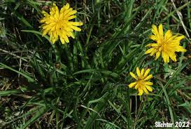 Image result for Disperis virginalis