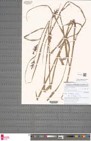 Image result for Scleria catophylla