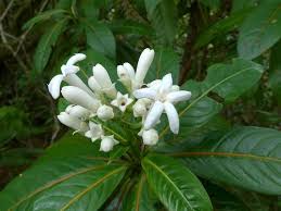 Image result for Gaertnera paniculata
