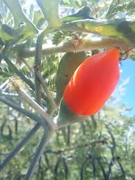 Image result for Corallocarpus epigaeus