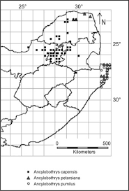 Image result for Ancylobothrys scandens