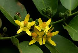 Image result for Grewia inaequilatera