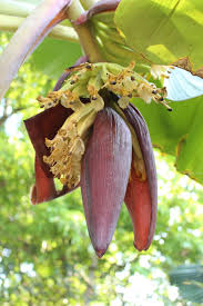 Image result for Musa paradisiaca