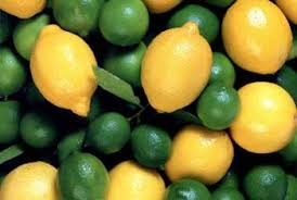 how to grow lemon trees in hydroponics home guides sf gate