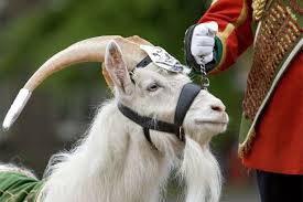 The Goat Mascot That Retired On 20 May 2009 Was A Lance Corporal There Are Perks To The Job Of Regimental Masco England Rugby Team Six Nations England V Wales