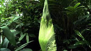 Rare Corpse Flower Blooms On Campus Uconn Today