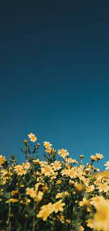 40 Yellow Aesthetic Wallpaper Options For Iphone In 2021 Blue Sky Wallpaper Blue Flower Wallpaper Yellow Flowers
