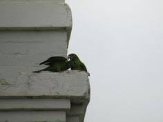 100 Laredo Texas Ideas Laredo Texas Laredo Texas