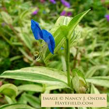 Image result for Commelina schweinfurthii