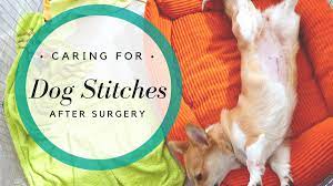 How To Care For And Keep Dog Stitches Clean After Surgery Pethelpful