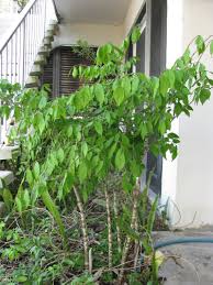 Image result for Gonatopus