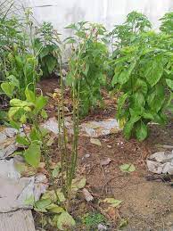 Sangat mudah dirawat dan ditemukan, sirih gading bisa menjadi alternatif tanaman hias daun selanjutnya untuk menghiasi taman rumahmu. 5 Langkah Merawat Pokok Terlebih Baja Blog Cilibangi